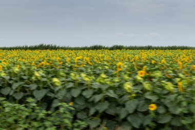 Araba, yüksek hızda, mavi gökyüzü arka plan bulanık ayçiçeği alanları göster.
