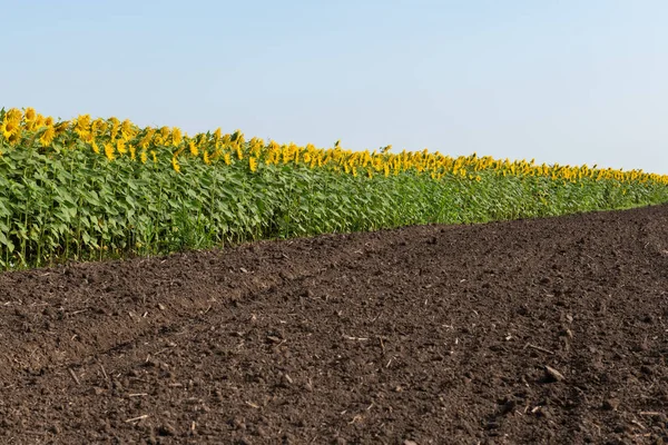 Sonnenblumenplantage Mit Blauem Himmel — Stockfoto