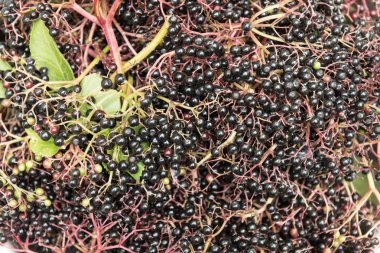 Yaz aylarında hasat Sambucus Nigra veya mürver çilek closeup çekim.