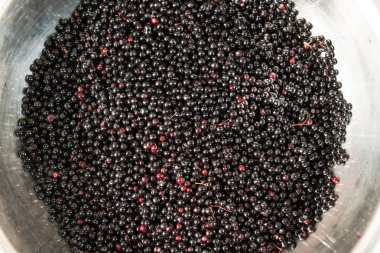 Yaz aylarında hasat Sambucus Nigra veya mürver çilek closeup çekim.