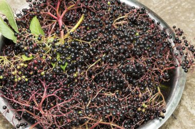 Yaz aylarında hasat Sambucus Nigra veya mürver çilek closeup çekim.