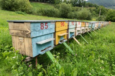 Renkli bal arı arı kovanı kırsal bir çayırda Grup.