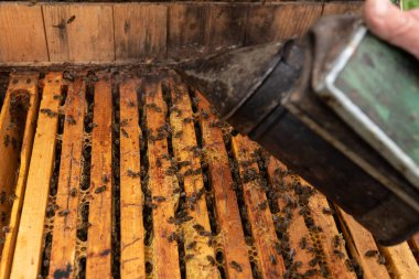 Petek ahşap çerçeve ve sigara içen ayrıntı arılar ile açık kovan kovan tarama.