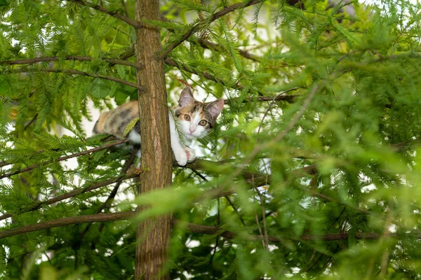 Gatito Asustado Atrapado Árbol Siempreverde Aire Libre Fotografía Animal — Foto de Stock