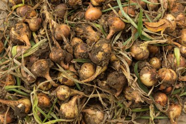 Grup ev yetiştirilen organik sarı soğan taze güneşte kurumaya söndürmek bazı toprak ile aldı.