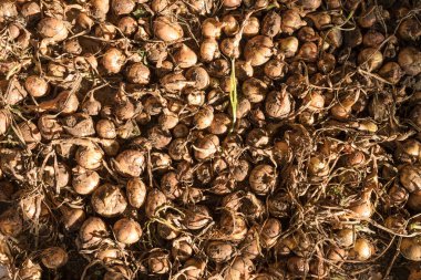 Grup ev yetiştirilen organik sarı soğan taze güneşte kurumaya söndürmek bazı toprak ile aldı.