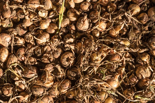 Grupo Cebolas Amarelas Orgânicas Recém Colhidas Casa Com Algum Solo — Fotografia de Stock