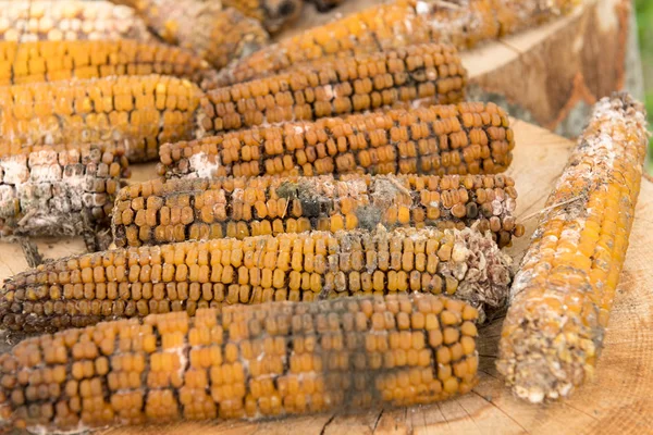 Moldy rotten corn cobs outside on wood logs.