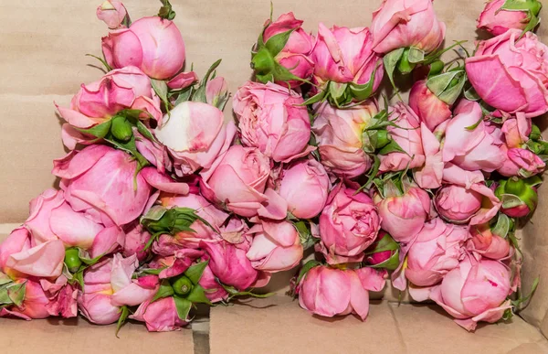 Caja Podas Rosas Rosadas Partida Muerta — Foto de Stock