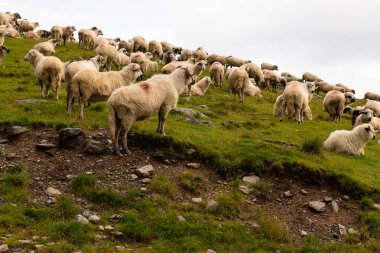 Dağ aralığı üstüne koyun Flock