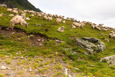 Dağ aralığı üstüne koyun Flock