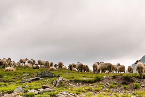 Dağ aralığı üstüne koyun Flock