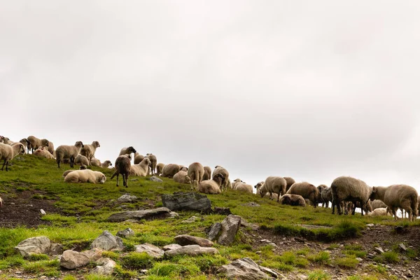 Dağ aralığı üstüne koyun Flock