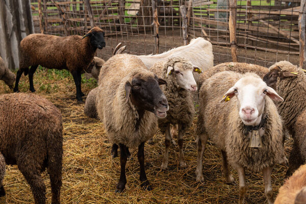 Козы и овцы в сарае

