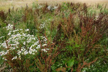 Yaz çayır kır çiçekleri ile
