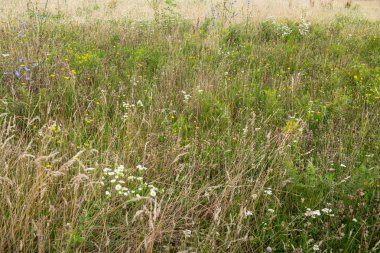 Yaz çayır kır çiçekleri ile