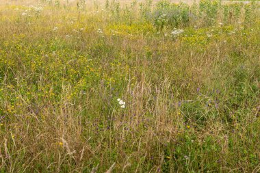 Yaz çayır kır çiçekleri ile