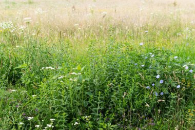 Yaz çayır kır çiçekleri ile