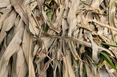 Kurutulmuş Mısır Yaprakları