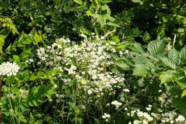 Yaz çayır kır çiçekleri ile
