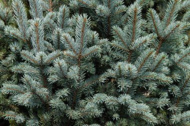 yaprak dökmeyen ağaç dalları