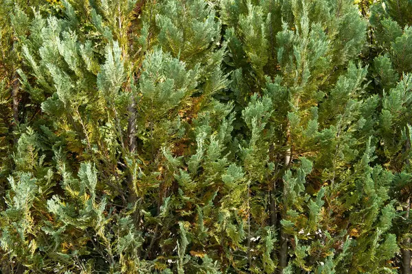 Evergreen Tree Branches — Stock Photo, Image