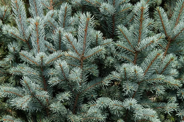 Evergreen Tree Branches — Stock Photo, Image