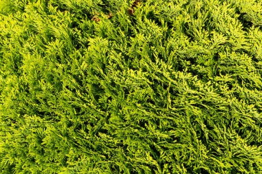 yaprak dökmeyen ağaç dalları