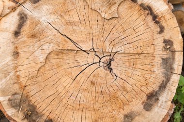 Ağaç Gövdesi Kesit Kesme