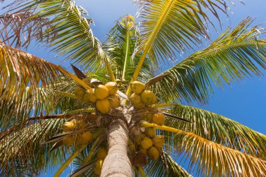 Hindistan cevizi hindistan cevizi hurma ağacı kümede