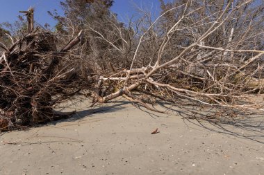 Dalgaların karaya attığı odun Beach