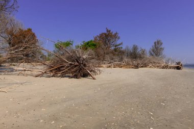 Dalgaların karaya attığı odun Beach