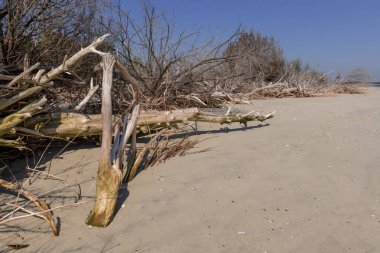 Dalgaların karaya attığı odun Beach