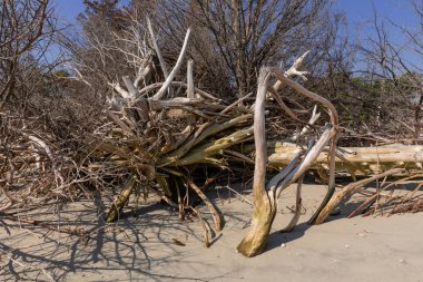 Dalgaların karaya attığı odun Beach