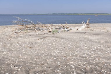 Dalgaların karaya attığı odun Beach