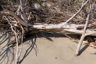 Dalgaların karaya attığı odun Beach