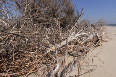 Dalgaların karaya attığı odun Beach