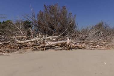 Dalgaların karaya attığı odun Beach