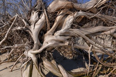 Dalgaların karaya attığı odun Beach