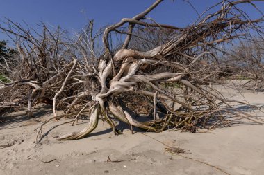 Dalgaların karaya attığı odun Beach