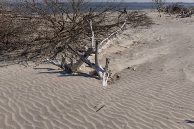 Dalgaların karaya attığı odun Beach