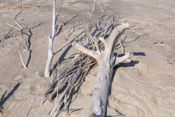 Plaża z driftwood — Zdjęcie stockowe