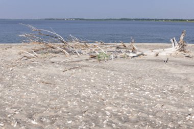 Dalgaların karaya attığı odun Beach