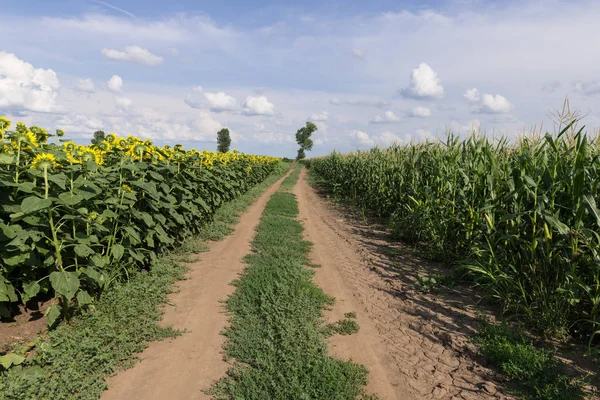 Landstraße zwischen Feldern — Stockfoto