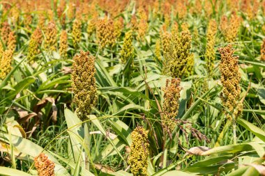 Millet veya Sorgum Tahıl Alanı