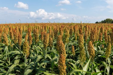 Millet veya Sorgum Tahıl Alanı