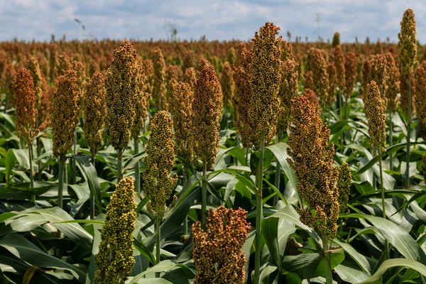 Milho ou campo de cereais de sorgo — Fotografia de Stock