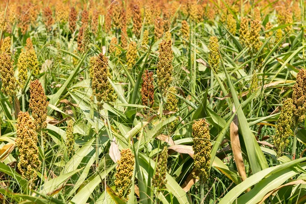 Hirse oder Sorghum Getreidefeld — Stockfoto