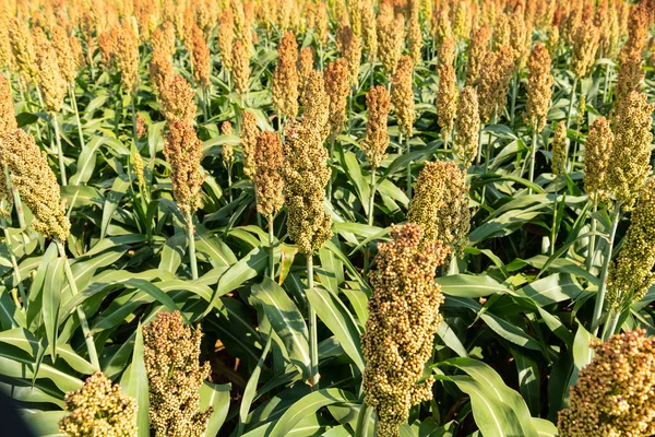 Hirse oder Sorghum Getreidefeld — Stockfoto