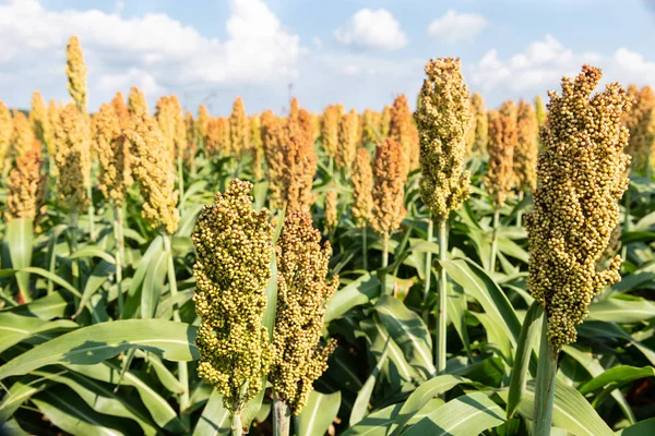 Campo de cereales de mijo o sorgo — Foto de Stock